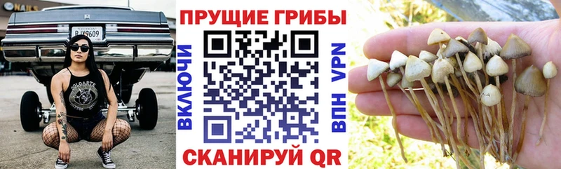 Псилоцибиновые грибы Cubensis  цены наркотик  Луза 