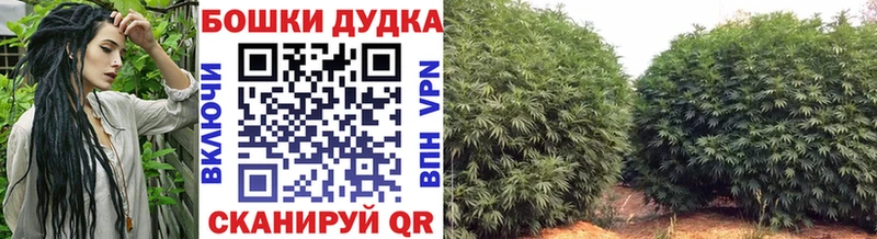 Бошки марихуана Amnesia  даркнет сайт  KRAKEN ссылка  Луза 